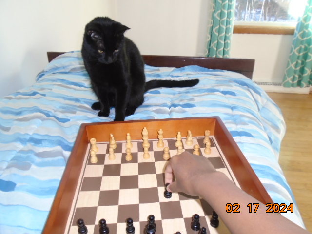 me and my cat playing chess